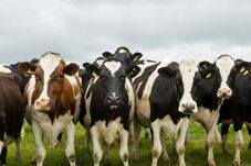 Tehenekkel mentik meg az iskolai osztályokat