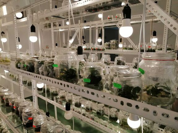 In vitro növényszaporítás – Üvegben, steril körülmények között