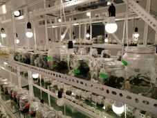 In vitro növényszaporítás – Üvegben, steril körülmények között