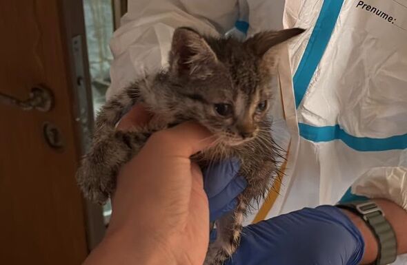 Döbbenetes: 115 macska élt egy tömbházlakásban (VIDEÓ) 