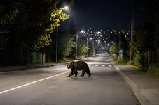 Medvét láttak Marosvásárhelyen: RO-Alert figyelmeztetést kaptak a lakók