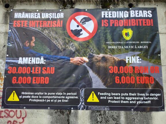  Több mint 100 ezer lejnyi bírságot szabtak ki a Transzfogarasi úton medvét etető turistákra