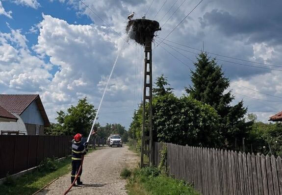 Tűz ütött ki egy gólyafészekben – A madarak utolsó percig a helyszínen maradtak
