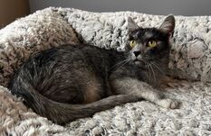 Rövidesen nemzetközileg elismert fajta lehet az erdélyi macska