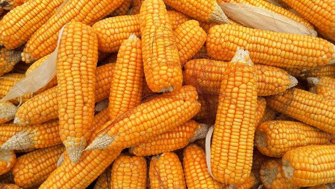 Nem tett komoly kárt az El Nino az idei termésben