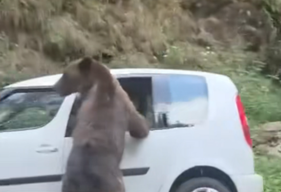 Betörte a medve egy autó ablakát, élelem után kutatott (VIDEÓ)