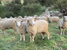 Megnyílhat az út a Közel-Kelet felé: a hús- és állatexport megkönnyítéséről tárgyalt Ankarában Tánczos 