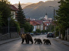 Kétbocsos sérült anyamedvét fogtak be Brassóban