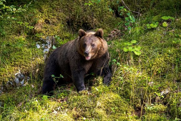 Gyűlnek az aláírások – Védelmet kértek a túlszaporodott medveállomány miatt