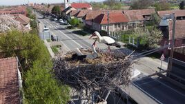 Elcsendesednek a gólyafészkek, húsz éve követhetjük kamerán a madarak életét (VIDEÓ)