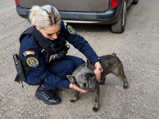 Francia bulldogot mentettek a rendőrök Csíkszeredában