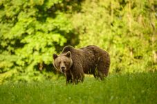 Kilencéves medvét lőttek ki Brassópojánán, miután többször próbált betörni egy szállodába