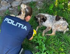 Eljárás indult három kamasz ellen, mert megkínoztak egy kutyát