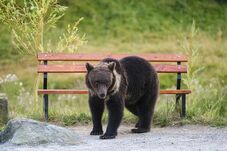 Medve járt Nagybányán: RO-Alert riasztást adtak ki