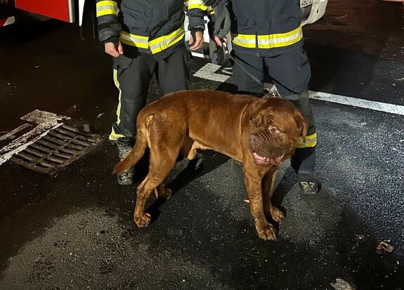 A vihar elől a tetőre menekült a 65 kilós „kiskutya” – A tűzoltók emelőkosárral hozták le (VIDEÓ)