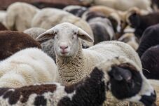 Érkeznek a juhok és kecskék oltásához szükséges vakcinák