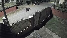 Esti medveséta borzolta a kedélyeket Kovásznán (VIDEÓ)