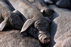 Illegális sertésszállítmányokat füleltek le a román-magyar határon