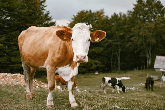 Startol a 180 millió eurós agrártámogatás: szeptember elsejétől léphetnek a gazdák