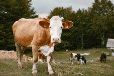 Startol a 180 millió eurós agrártámogatás: szeptember elsejétől léphetnek a gazdák