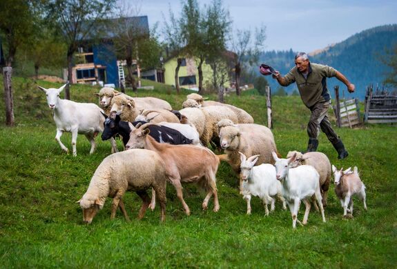 Újraindulhat a juh- és kecskeexport: Brüsszelben tárgyalt Tánczos Barna a tilalom feloldásáról