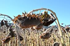 Soha nem látott hőség perzselte a Földet augusztusban, és történelmi aszály sújtja Európát