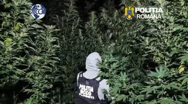 Kannabiszültetvényt számoltak fel – Jól gondozták, hatalmasra nőtt