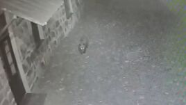 Iskolaudvarra tévedt egy medve Székelyudvarhelyen (VIDEÓ)