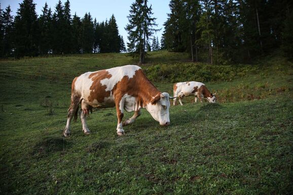Hargita megye: veszett szarvasmarhákat találtak Csíkszenttamáson
