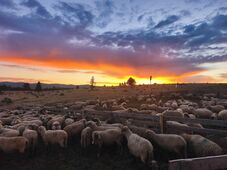 Nagy volt az érdeklődés az Open Farm hétvégéjén Hargita megyében