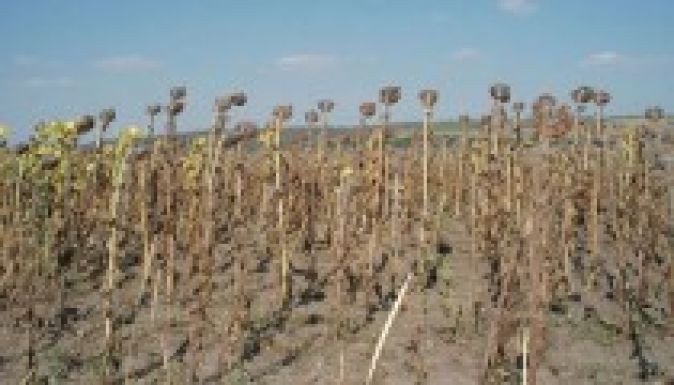 Pánikban a román gazdák az aszály miatt