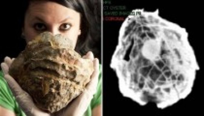 Megtalálták a világ legnagyobb igazgyöngyét