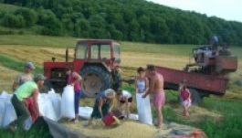 Aszály Maros megyében: veszélyben a takarmány