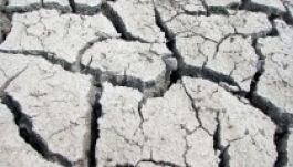 Az aszály veszélyezteti a székelyföldi pityókatermést