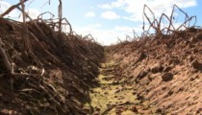 Hargita megye: katasztrofális a krumplitermés