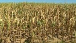 Világszintű áremelkedéssel fenyeget a szárazság