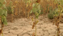 Kormánytámogatás az aszálykár sújtotta gazdáknak 