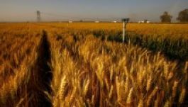 Több milliárd dolláros veszteség az amerikai agrárbiztosítóknál