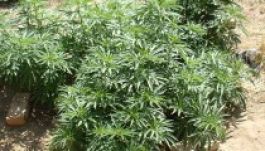 Magyarországi vadkender-termesztők a Duna-deltában  