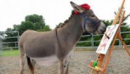 Sikeres művész lett a román szamárból brit földön