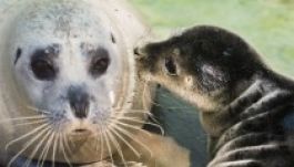 10 kilós borjúfókát ellett Böbe 