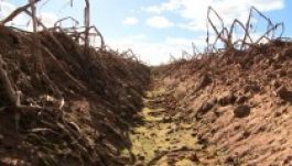 Hargita megye: katasztrofális a krumplitermés