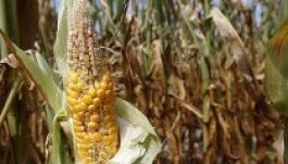 Élelmiszerválsággal fenyeget az aszály