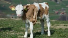 Bepasizott a hat lábbal született tinó