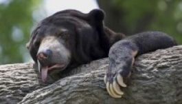 A bepiált medvék durva partit csaptak