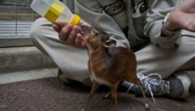 Indiai antilopok születtek a veszprémi állatkertben