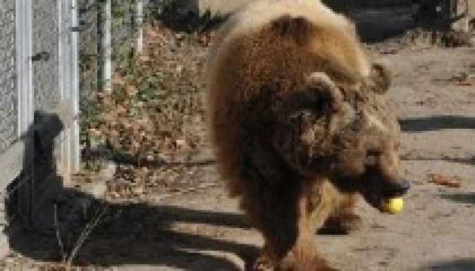 Medvetámadás Petrozsényben: egy férfi súlyosan megsérült