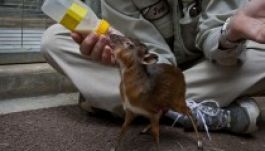 Indiai antilopok születtek a veszprémi állatkertben