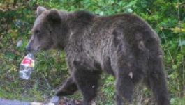 Dâmboviţa: átlyukasztják vagy sem a medve bőrét? 