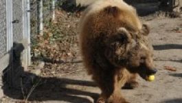 Medvetámadás Petrozsényben: egy férfi súlyosan megsérült